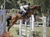 jumper Rhianne Prinseveld DSC (Belgian Warmblood, 2017, from Tangelo van de Zuuthoeve)