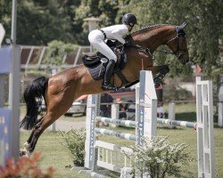 Springpferd Rhianne Prinseveld DSC (Belgisches Warmblut, 2017, von Tangelo van de Zuuthoeve)