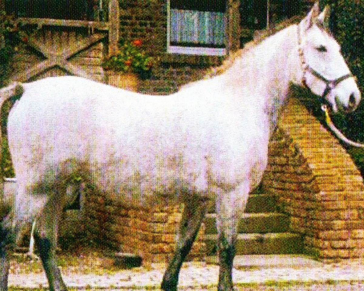 broodmare Mima Mimi (Lipizzaner,  , from 2999 Neapolitano XXIII-1)