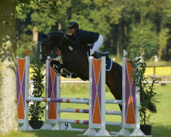 Springpferd Highflyer 3 (Oldenburger, 2018, von Hickstead White)