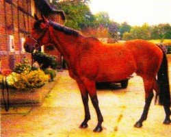 broodmare Patricia (Westphalian, 1994, from Playmate xx)