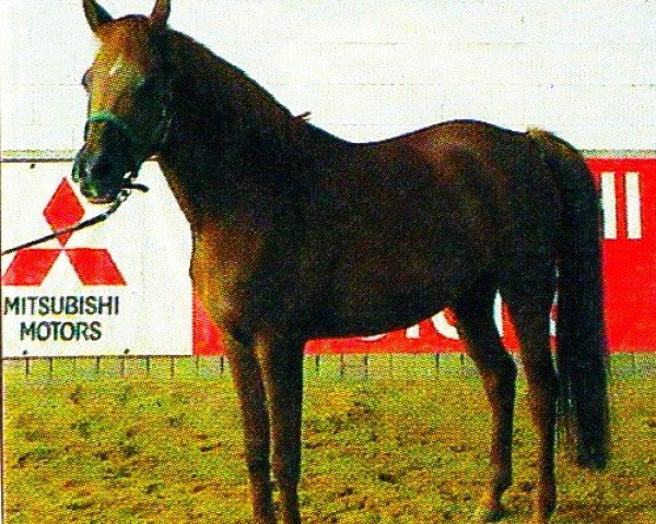 horse E-Naftasnitza (Arabian thoroughbred,  , from Mak El Ahmar EAO)