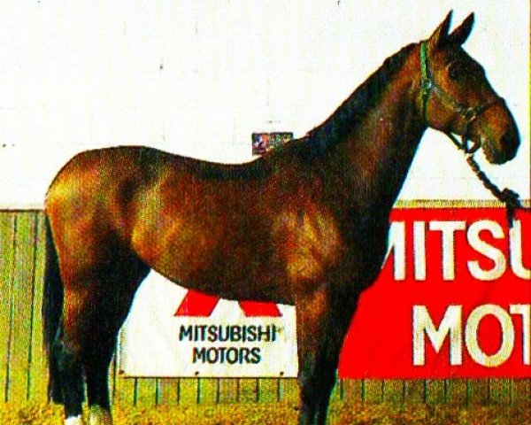 horse Graf Gayden (Westphalian, 1993, from General I)