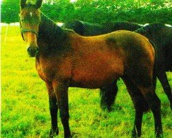 broodmare Kiwa (unknown, 2003, from Dinus)