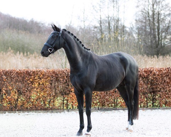 dressage horse Zeppelin H (Hanoverian, 2020)