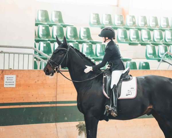 dressage horse Suburban (Hanoverian, 2013, from San Amour I)