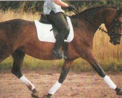 broodmare Mascha II (Holsteiner, 1997, from Lord Calidos)