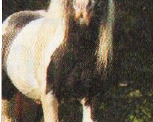 Deckhengst Diamond Spring Icelord (Tinker / Irish Cob / Gypsy Vanner, 1994)