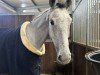 jumper Omega 43 (anglo european sporthorse, 2019, from Elton John)
