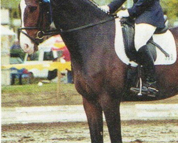 Pferd Lex est Omnis (Oldenburger, 1997, von Leandro)