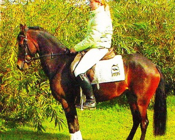 Zuchtstute Pina Colada (Deutsches Reitpony, 1999, von Playboy)