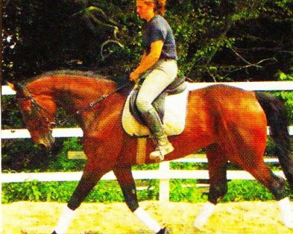 horse H.S. Cien (KWPN (Royal Dutch Sporthorse), 1995, from Corleone)