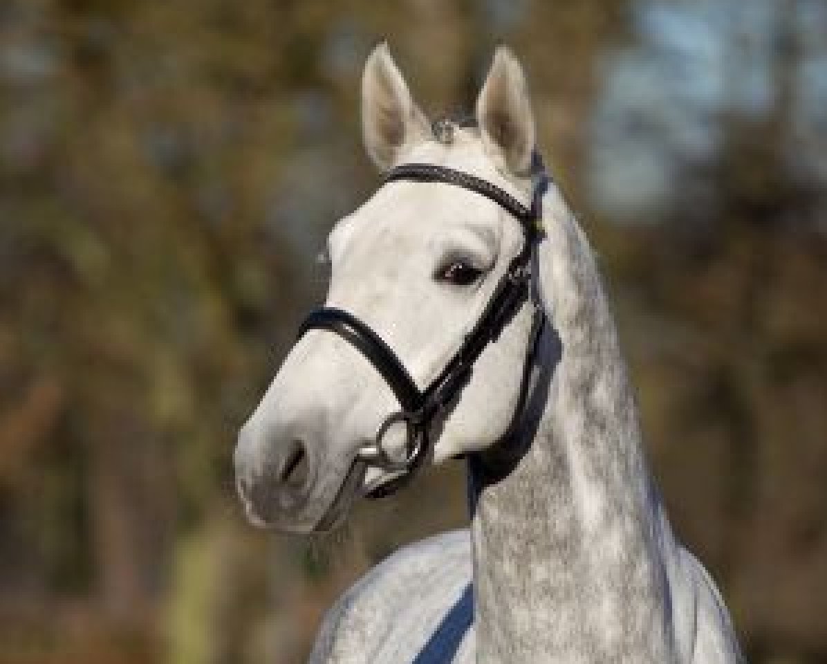 stallion Cellow - B (Mecklenburg, 2013, from Cellestial)