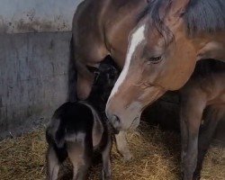 broodmare Santana Sp (Hanoverian, 2007, from Silvio I)