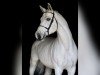 Springpferd Cornwell Kb (Westfale, 2016, von Cornet Obolensky)