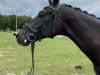 dressage horse Fior 4 (Oldenburg, 2015, from Fürstenball)