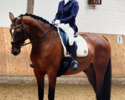 dressage horse Scatman Johnson (Oldenburg, 2011, from Sion)