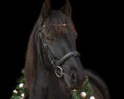 dressage horse Majo 15 (unknown, 2010)