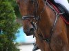jumper Cadenpa Z (Zangersheide riding horse, 2006, from Cadence van't Gelutt Z)