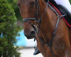 jumper Cadenpa Z (Zangersheide riding horse, 2006, from Cadence van't Gelutt Z)