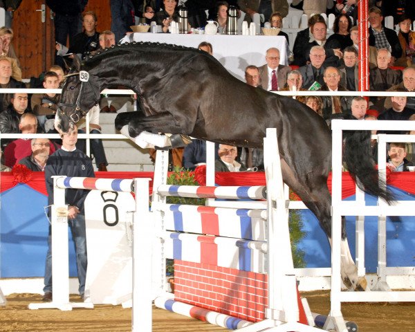 stallion Jumex Sport Be Bravo (Oldenburg, 2005, from Balou du Rouet)