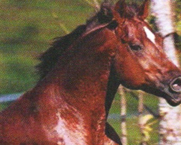 Deckhengst Puro Chic (Quarter Horse, 1992, von Smart Chic Olena)