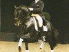 stallion Sol (Lusitano, 1999, from Mississipe)