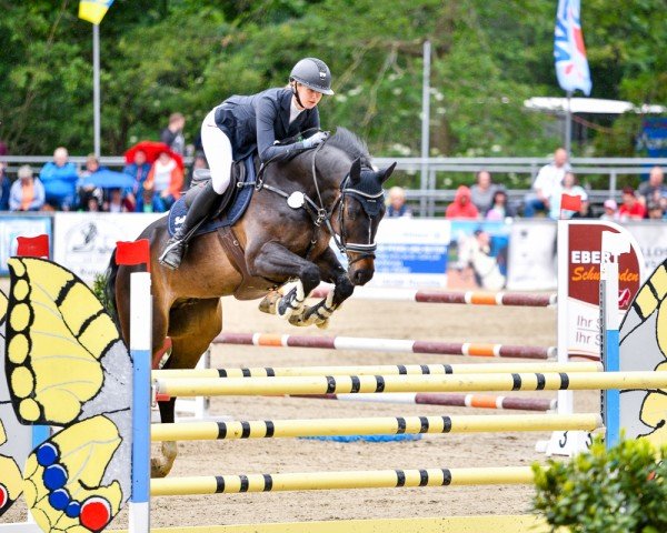 Springpferd Sam 1192 (Deutsches Sportpferd, 2017, von Stolzenberg)