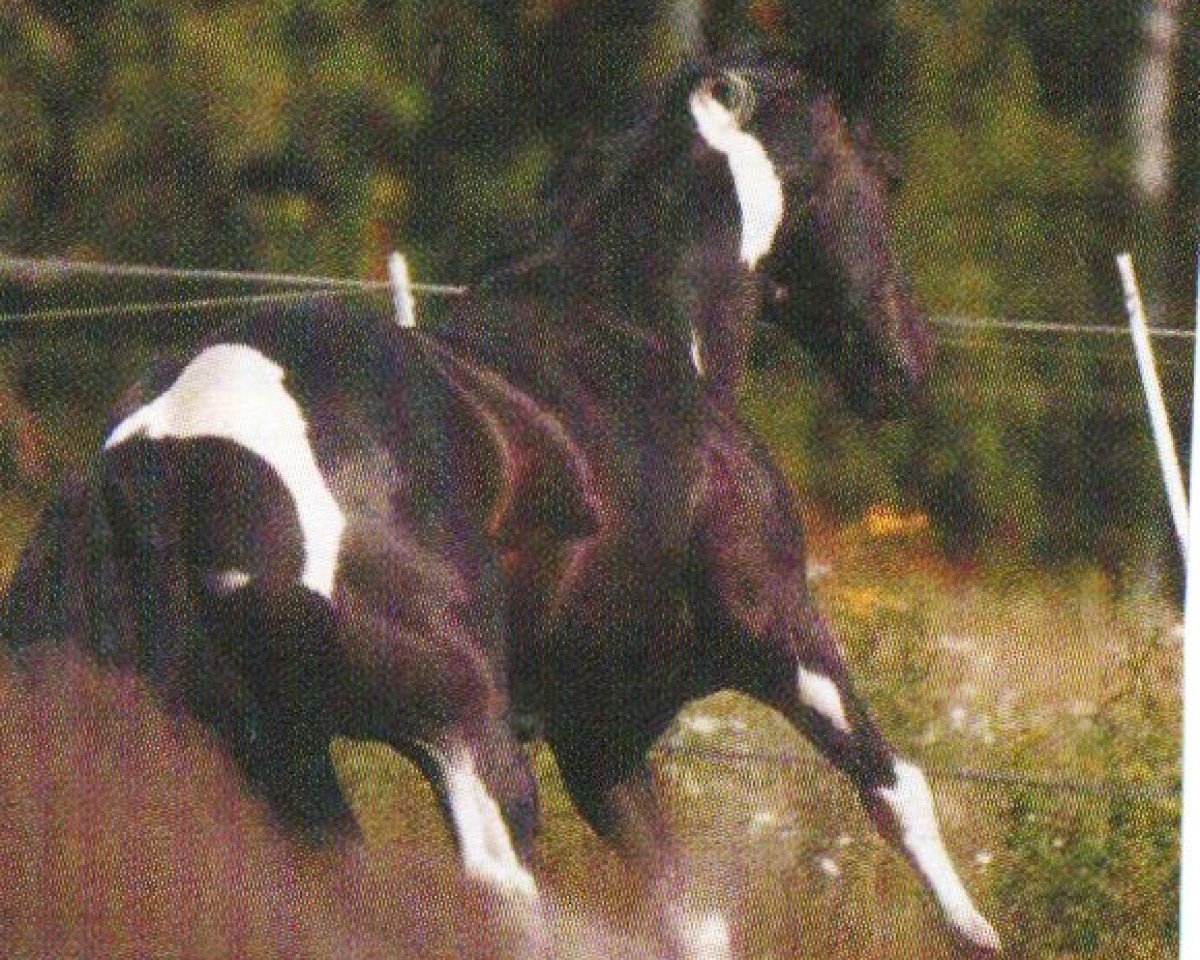 Deckhengst King's Qualitycheck (Paint Horse, 1993, von Andy Poco)