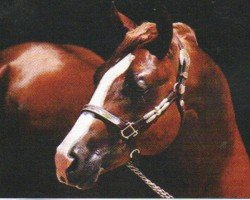 Pferd A Principle Inv (Quarter Horse, 2003, von Principle Investment)