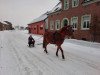 Springpferd Maccardi (Deutsches Reitpony, 2008, von Maccardo)