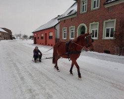 Springpferd Maccardi (Deutsches Reitpony, 2008, von Maccardo)