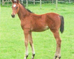 broodmare Jakarta (Austrian Warmblood, 2012, from Van Helsing)