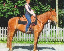 dressage horse Al-Zhara (German Warmblood, 2008, from Kareem Shah ox)