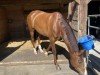 Springpferd Cuba Girl CH (Schweizer Warmblut, 2017, von Coeur de Nobless M)