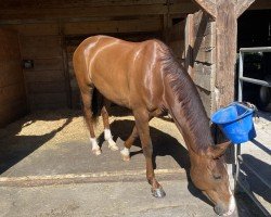 jumper Cuba Girl CH (Swiss Warmblood, 2017, from Coeur de Nobless M)