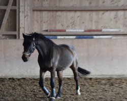 broodmare Caprice II (Oldenburg, 2006, from Godolphin)