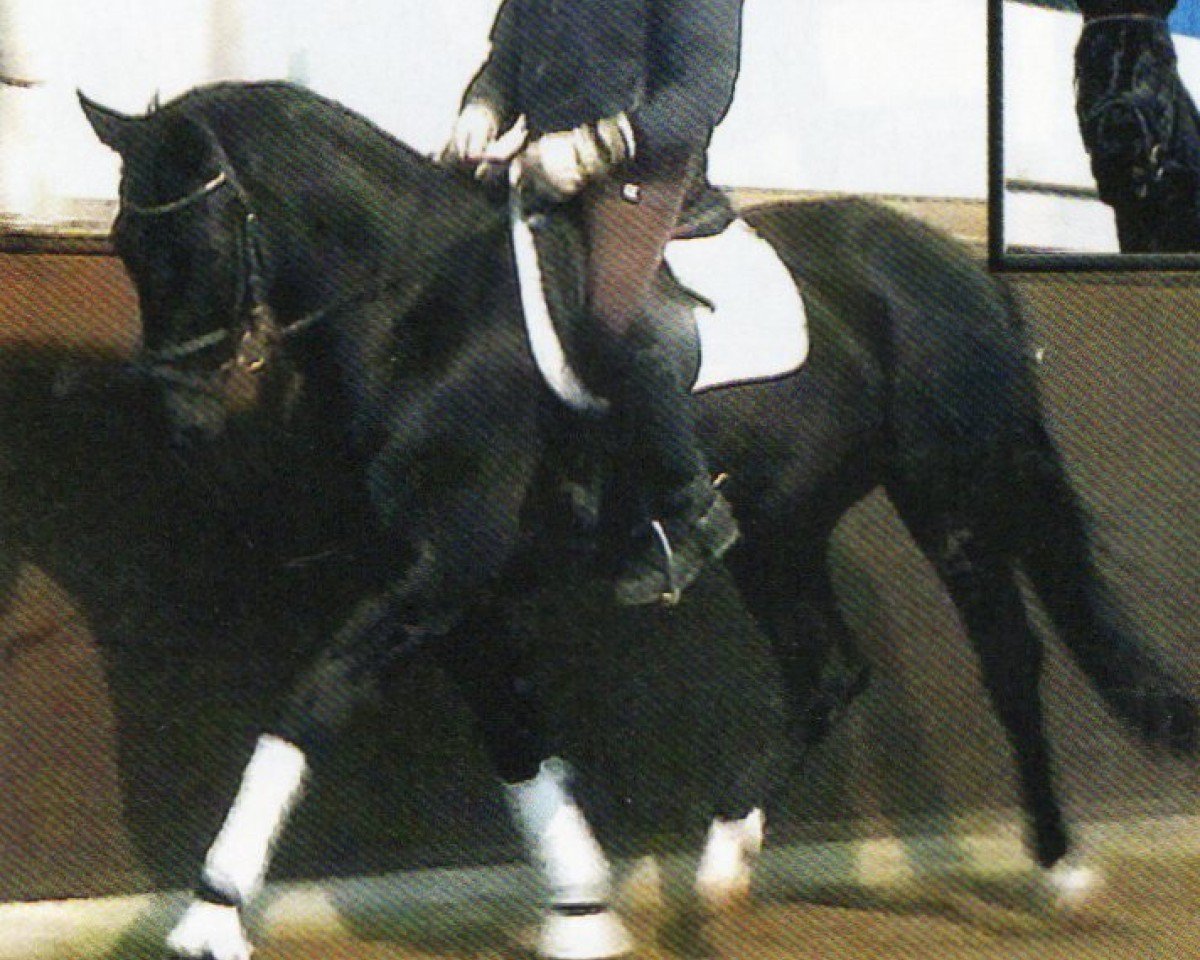 dressage horse Remember H (Oldenburg, 2008, from Depardieu 11)