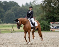 dressage horse Quietsch Fidelia (German Sport Horse, 2009, from Quaterback)