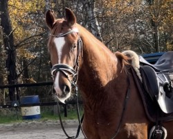 dressage horse Fairyrose (Hanoverian, 2021, from For Romance I)