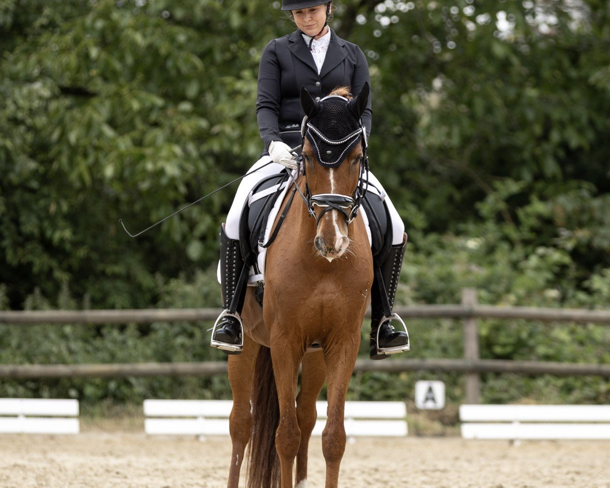 dressage horse Sueño 2 (unknown, 2012)