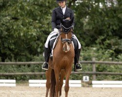 dressage horse Sueño 2 (unknown, 2012)