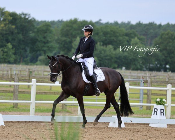 dressage horse Fabulous Feline (Hanoverian, 2019, from Fürst Wilhelm)