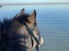 dressage horse Günther go for Hollywood (German Riding Pony, 2020, from Gigabyte)