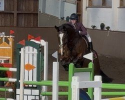 jumper Flash 290 (KWPN (Royal Dutch Sporthorse), 2010, from Whistler)