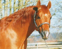 stallion Bingo Starlight (Quarter Horse, 1997, from Grays Starlight)