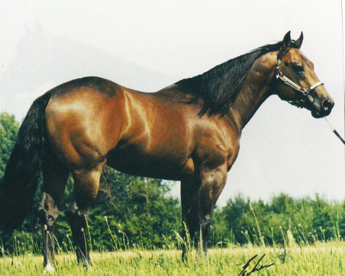 Deckhengst Broadway BH (Quarter Horse,  , von Be Aech Enterprise)