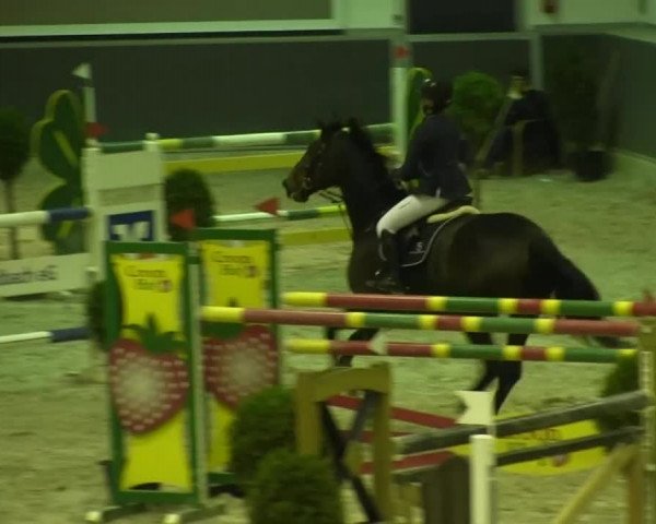 Springturnier auf dem Abtshof 2013
