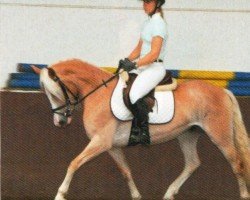 horse Nebell (Haflinger, 2007, from Nachtstern)