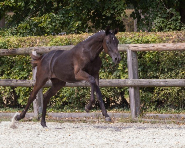 dressage horse Kiss Me (Trakehner, 2024, from Schwarzgold)